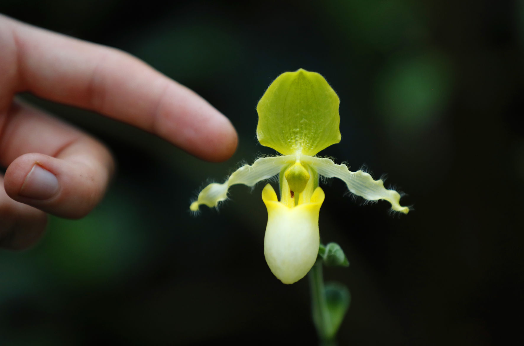 APTOPIX Britain Orchid Festival